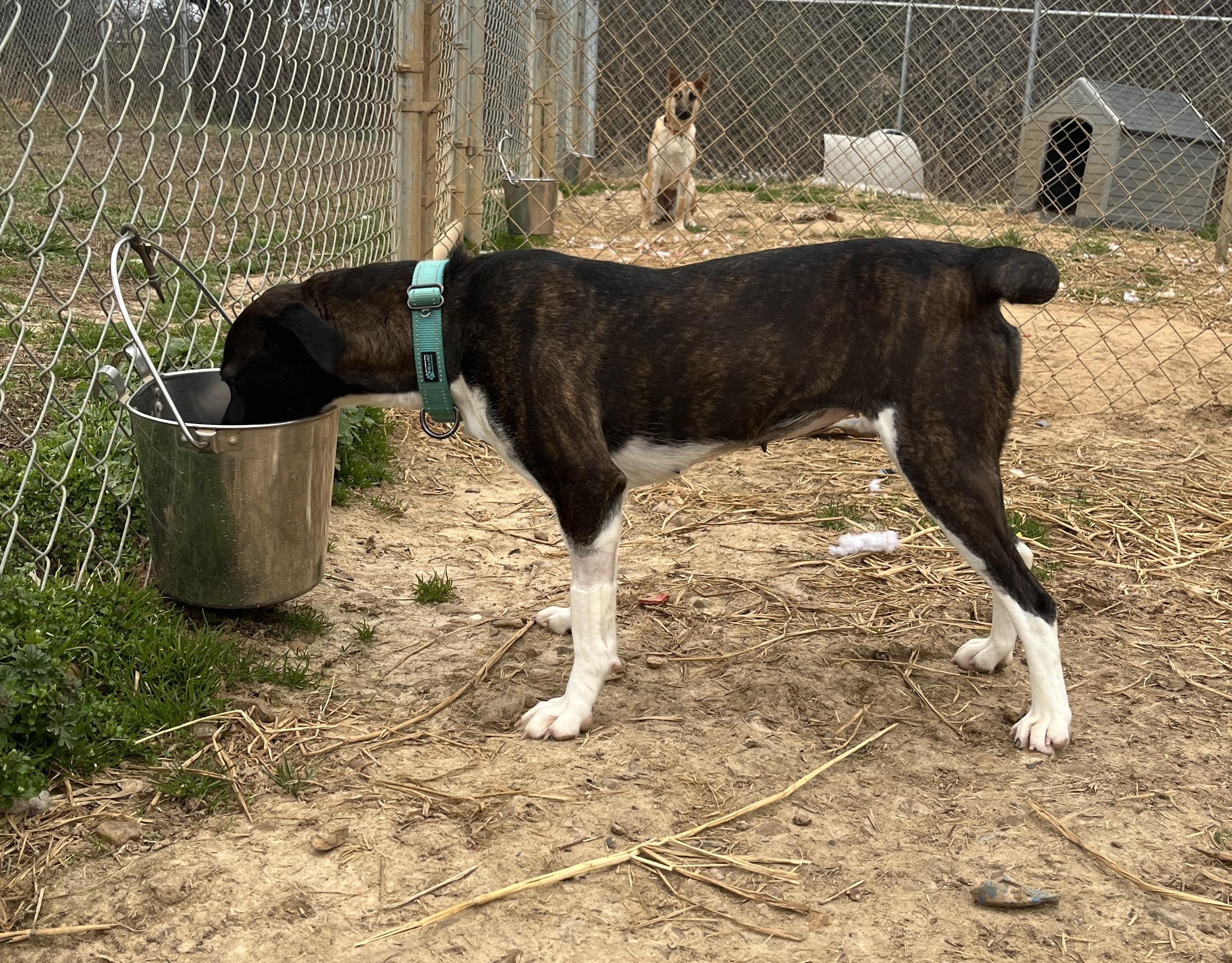 Enlarge Perle, an adoptable Feist in McKenzie, TN image 3/3