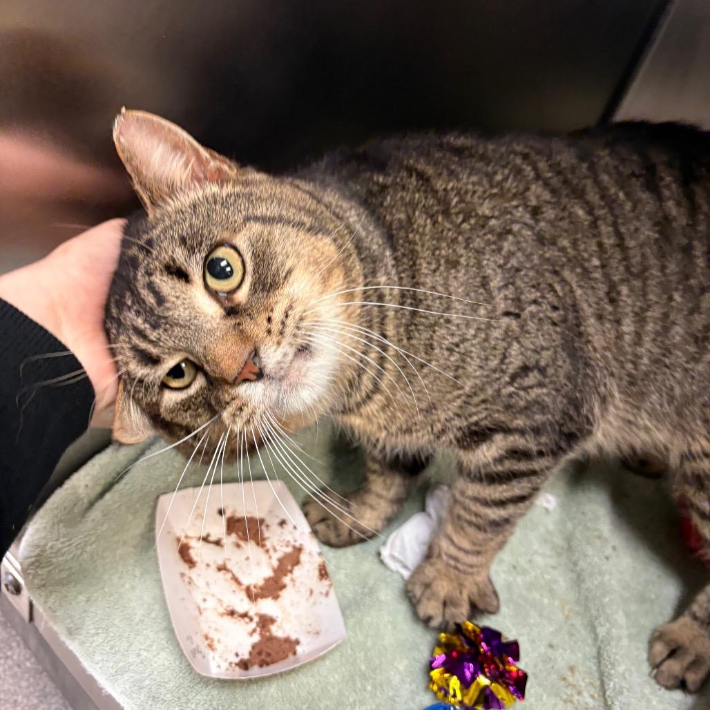 Bruno - IN FOSTER, a Adoptable Domestic Short Hair in Birdsboro, PA image 1/4