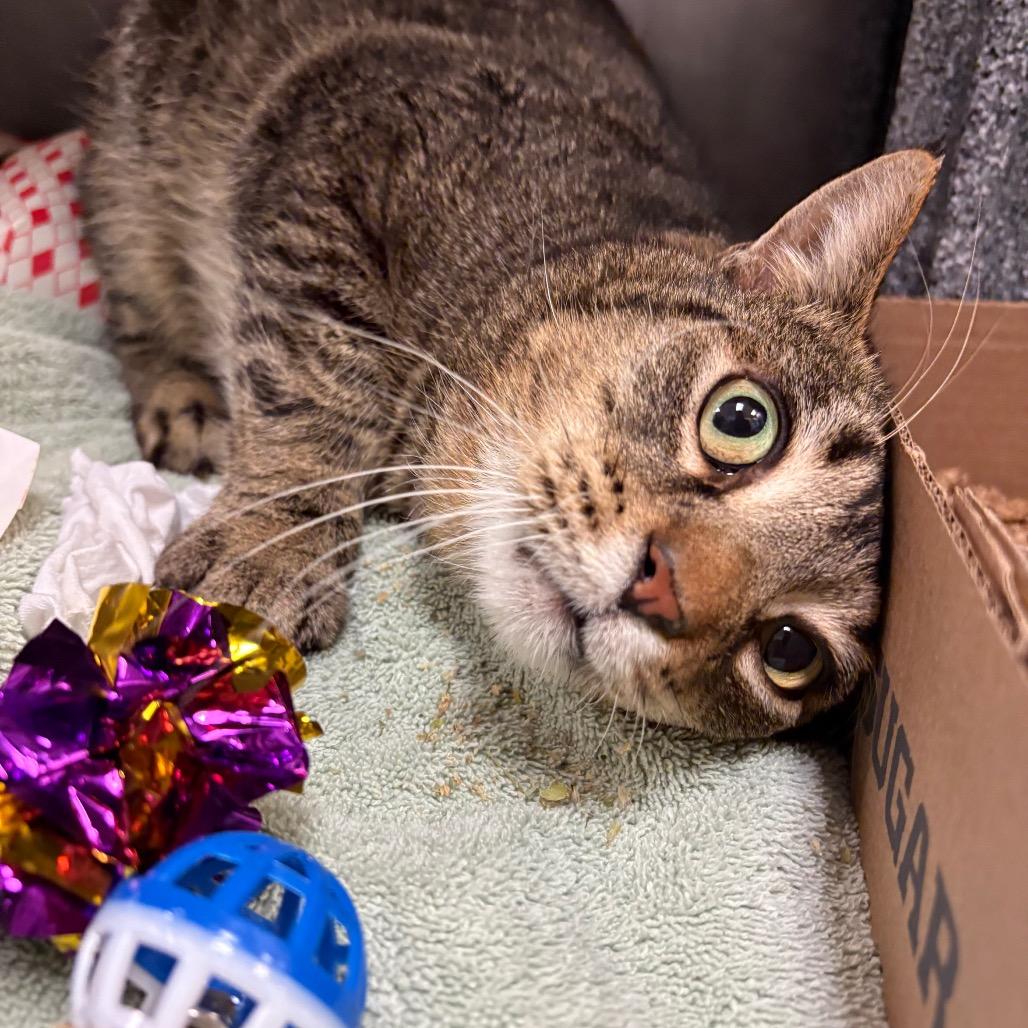 Bruno - IN FOSTER, a Adoptable Domestic Short Hair in Birdsboro, PA image 4/4