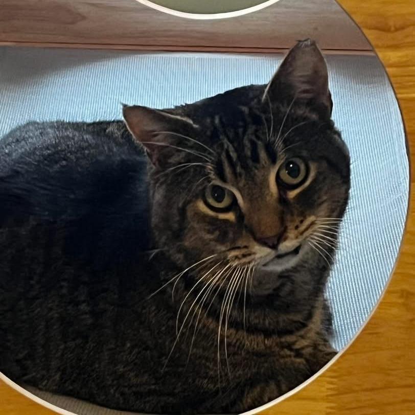 Enlarge Bruno - IN FOSTER, a Adoptable Domestic Short Hair in Birdsboro, PA image 4/5