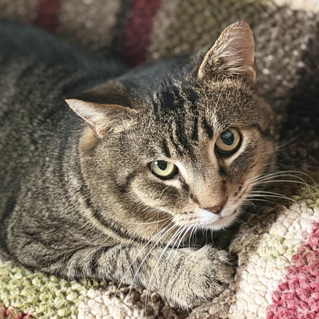 Enlarge Bruno - IN FOSTER, a Adoptable Domestic Short Hair in Birdsboro, PA image 5/5