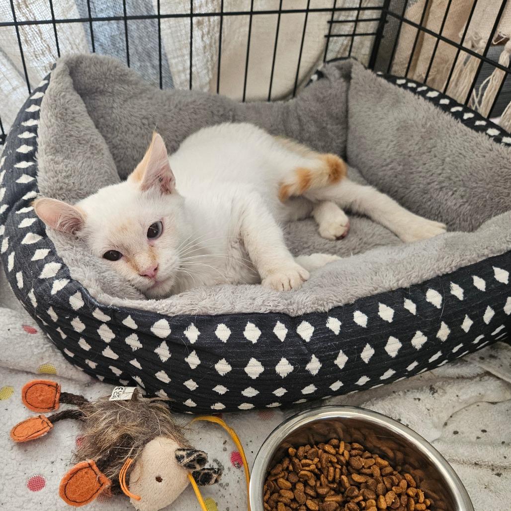 Sven, Adoptable, Kitten Male Siamese & Domestic Short Hair.