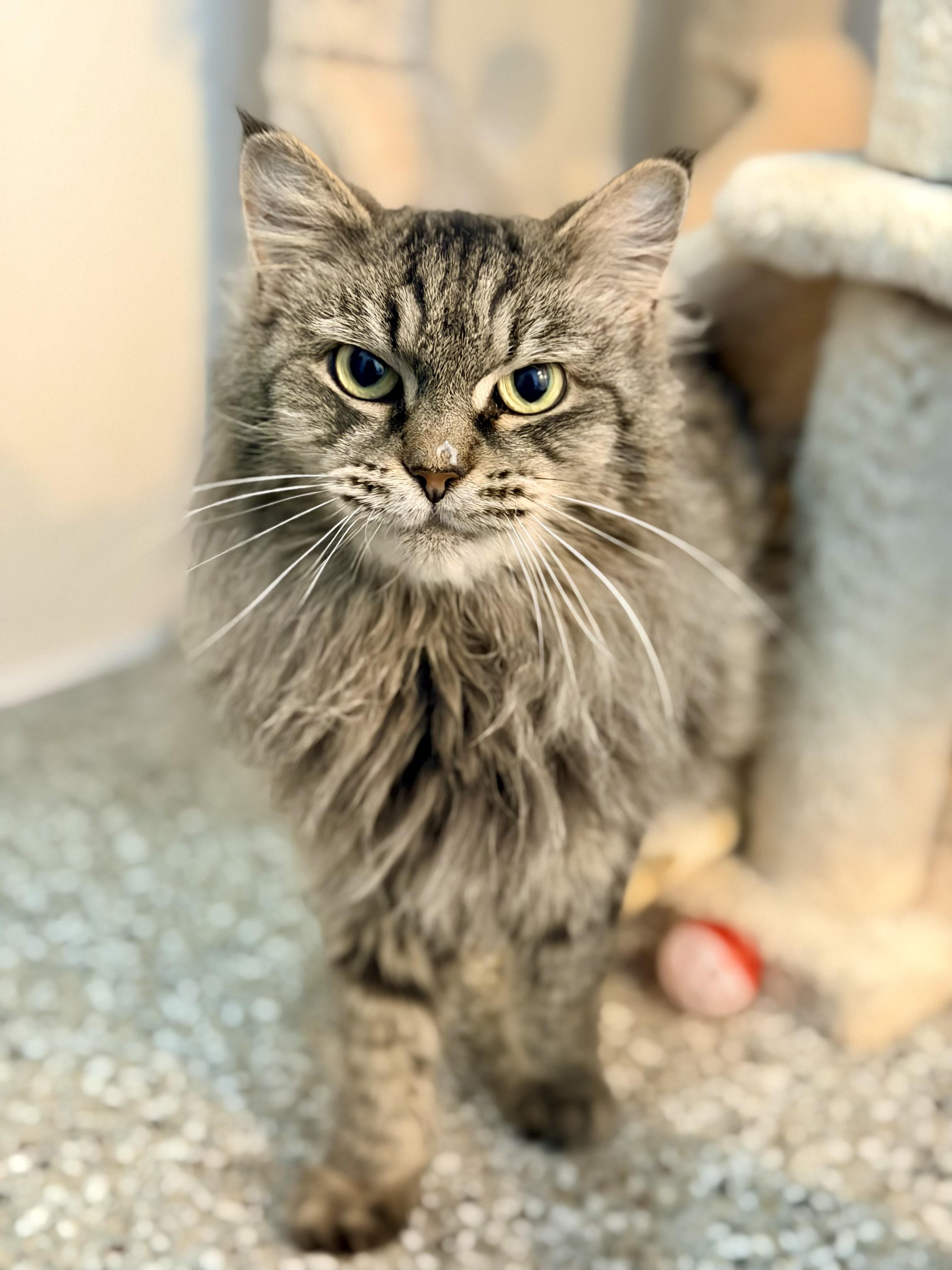 Enlarge Bullet Jones, a Adoptable Domestic Medium Hair in Seville, OH image 1/3