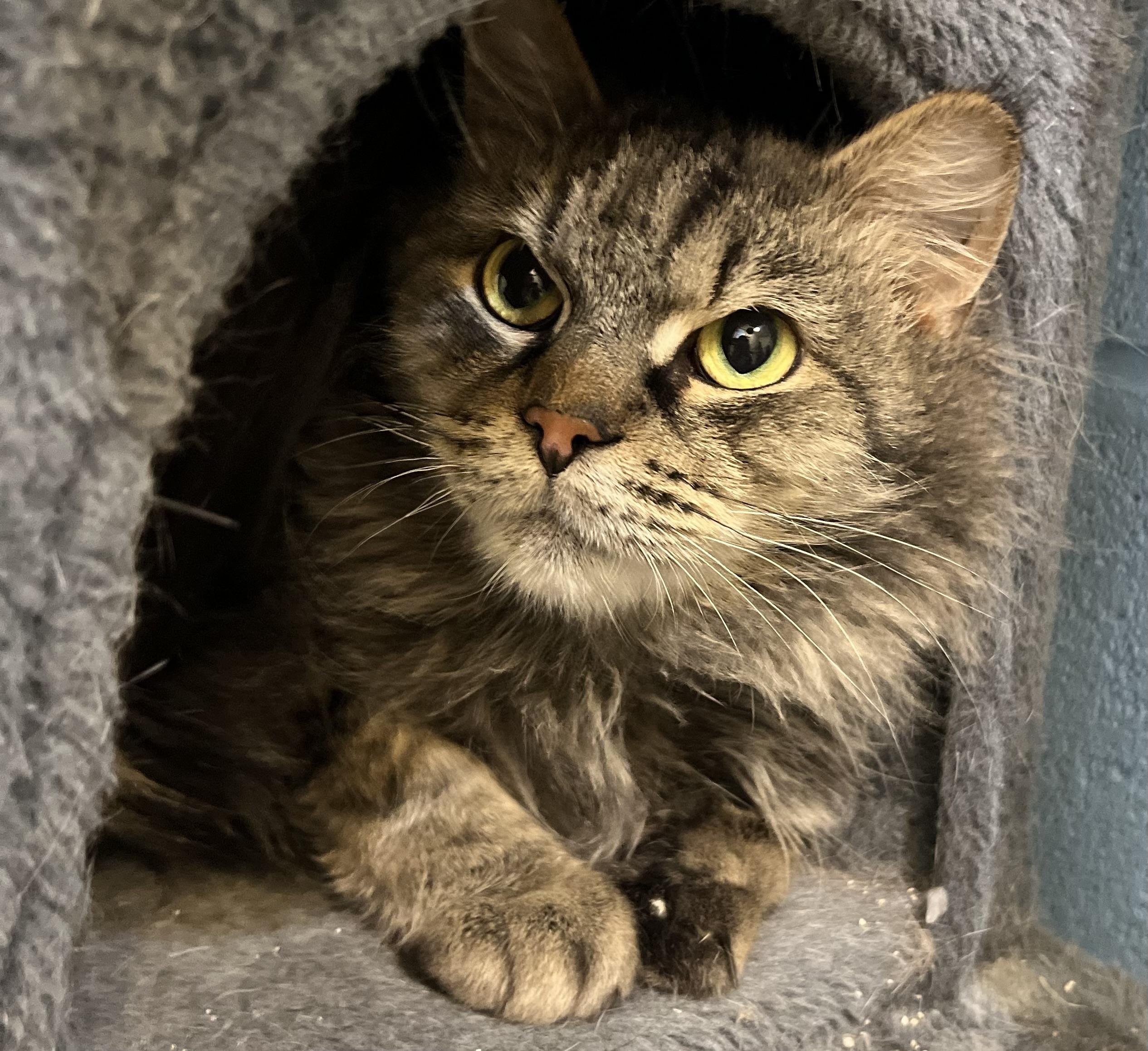 Bullet Jones, Adoptable, Adult Female Domestic Medium Hair.