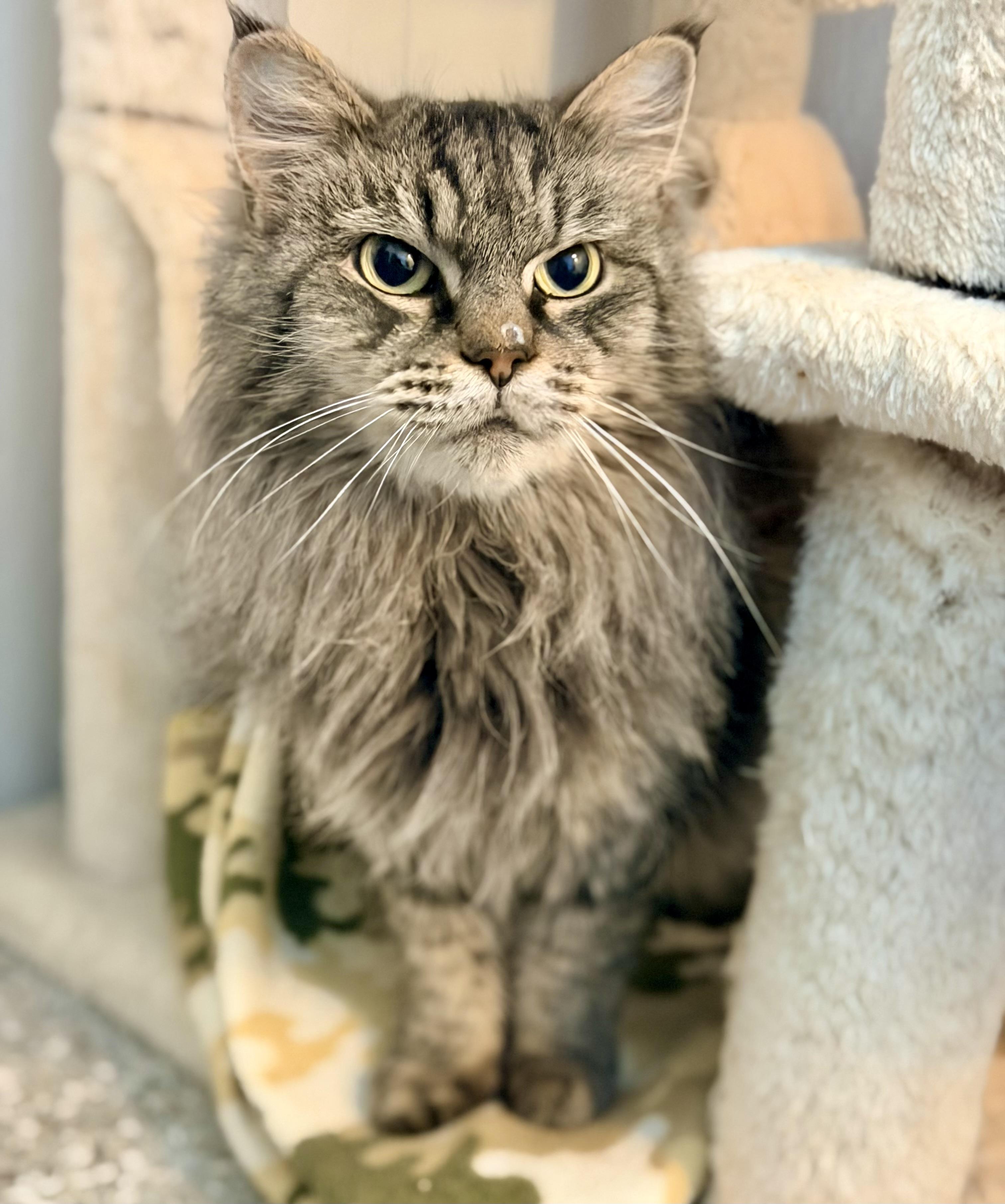 Enlarge Bullet Jones, a Adoptable Domestic Medium Hair in Seville, OH image 3/3
