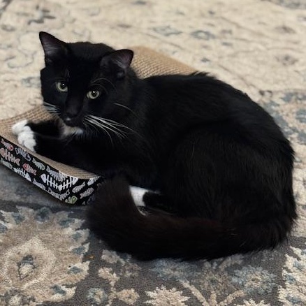 Oreo, Adoptable, Young Male Domestic Medium Hair.