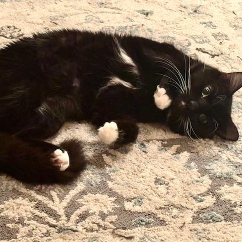 Enlarge Oreo, a Adoptable mixed breed in Chicago, IL image 3/6