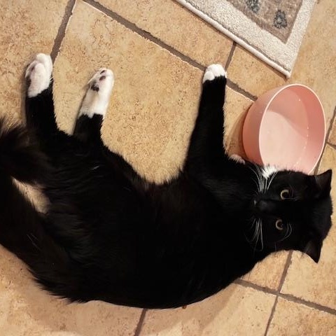 Enlarge Oreo, a Adoptable mixed breed in Chicago, IL image 5/6