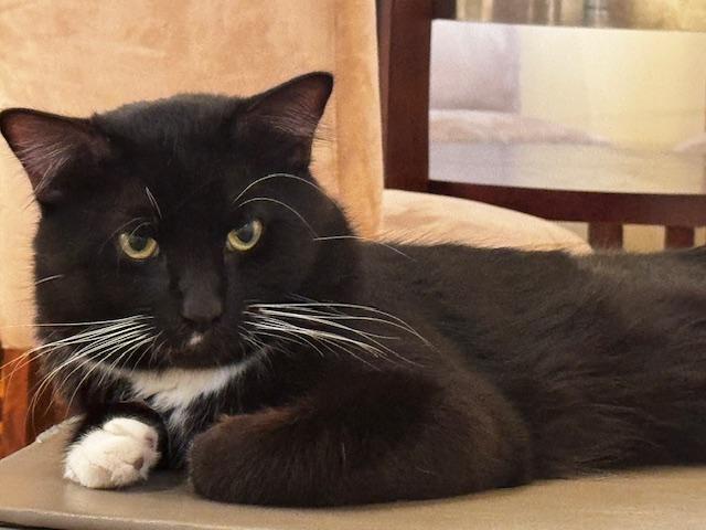 Enlarge Oreo, a Adoptable mixed breed in Chicago, IL image 6/6