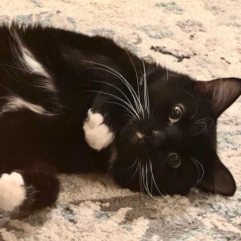 Enlarge Oreo, a Adoptable mixed breed in Chicago, IL image 2/6