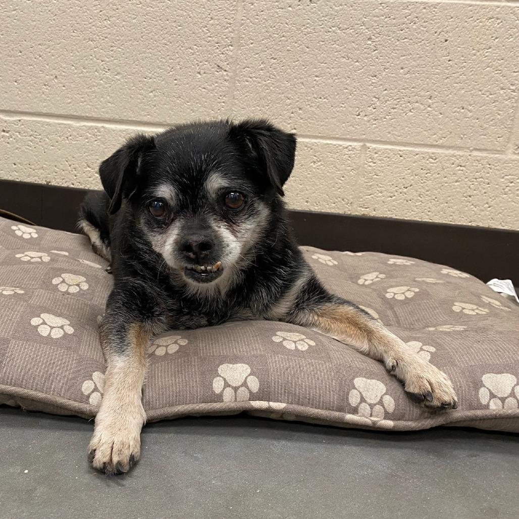Peabody, Adoptable, Senior Male Mixed Breed.