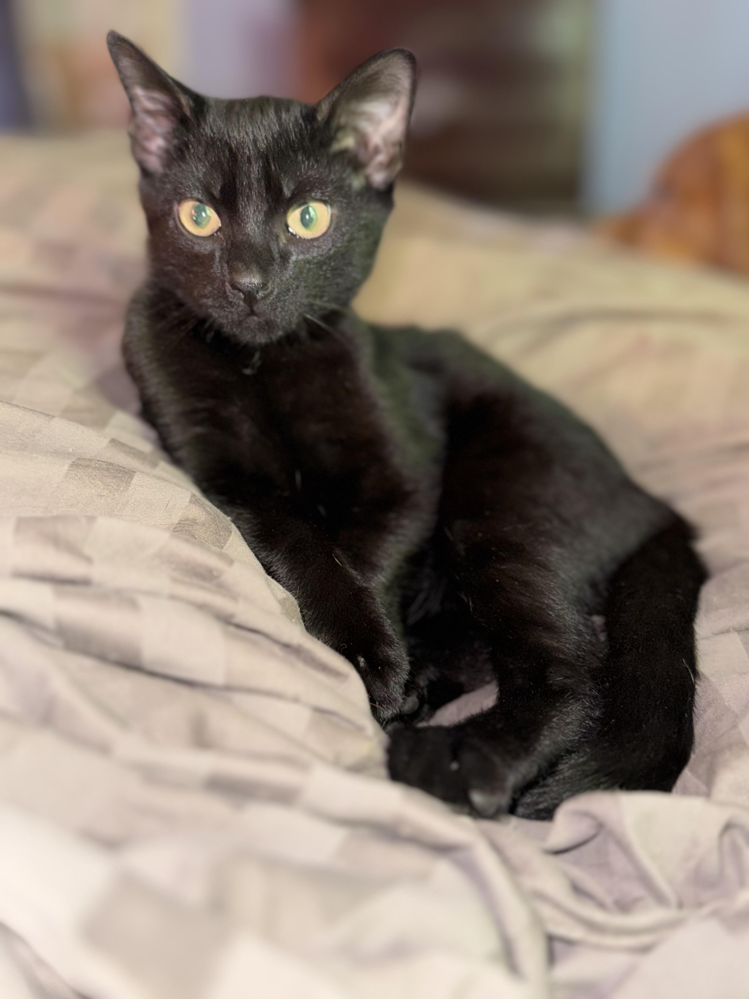 Binx, ADOPTABLE, Kitten Male Domestic Short Hair.