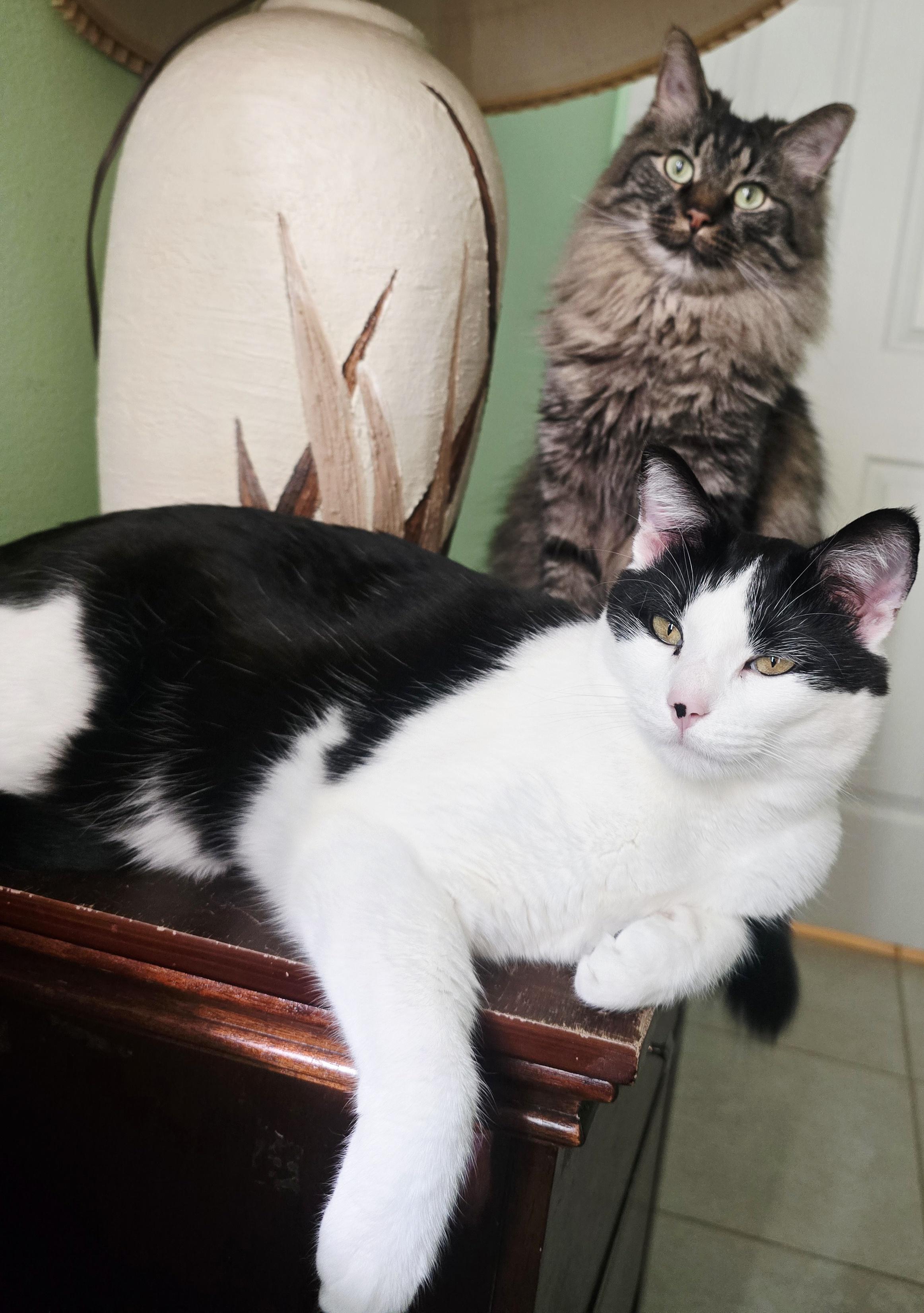 Enlarge Monroe and Wayne, a ADOPTABLE Domestic Short Hair in Kissimmee, FL image 6/6