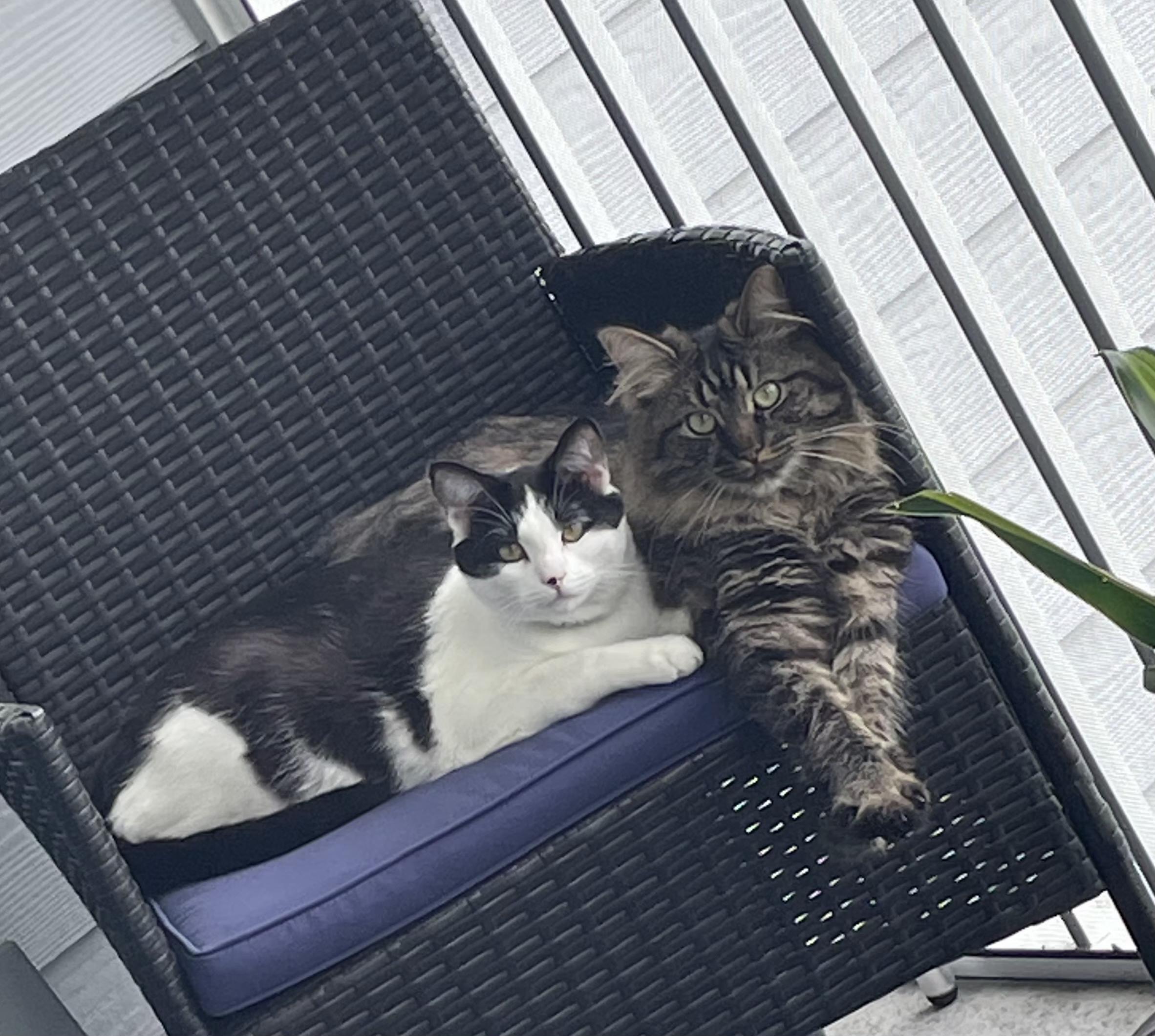 Monroe and Wayne, ADOPTABLE, Adult Female Domestic Short Hair.