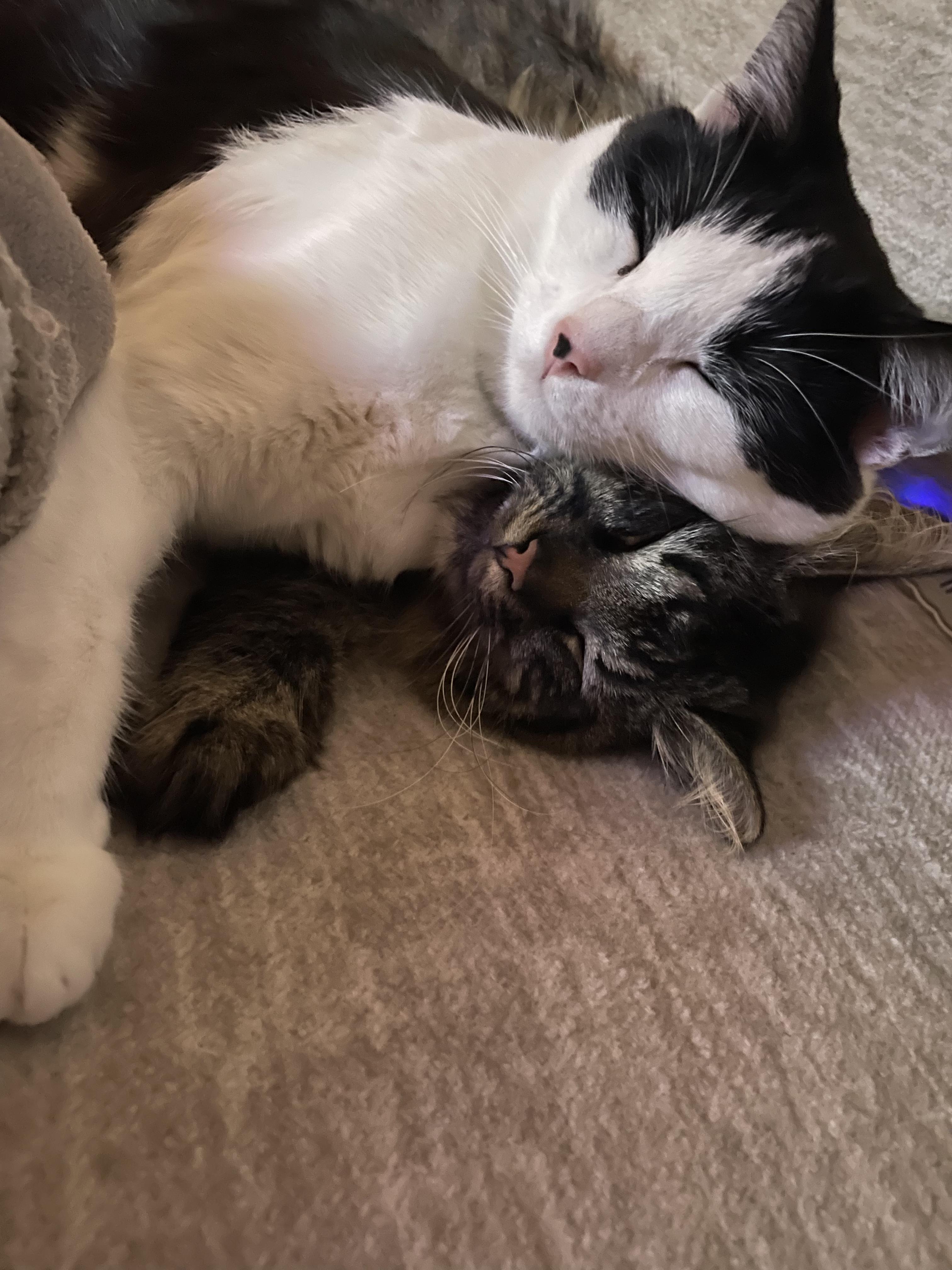 Enlarge Monroe and Wayne, a ADOPTABLE Domestic Short Hair in Kissimmee, FL image 2/6