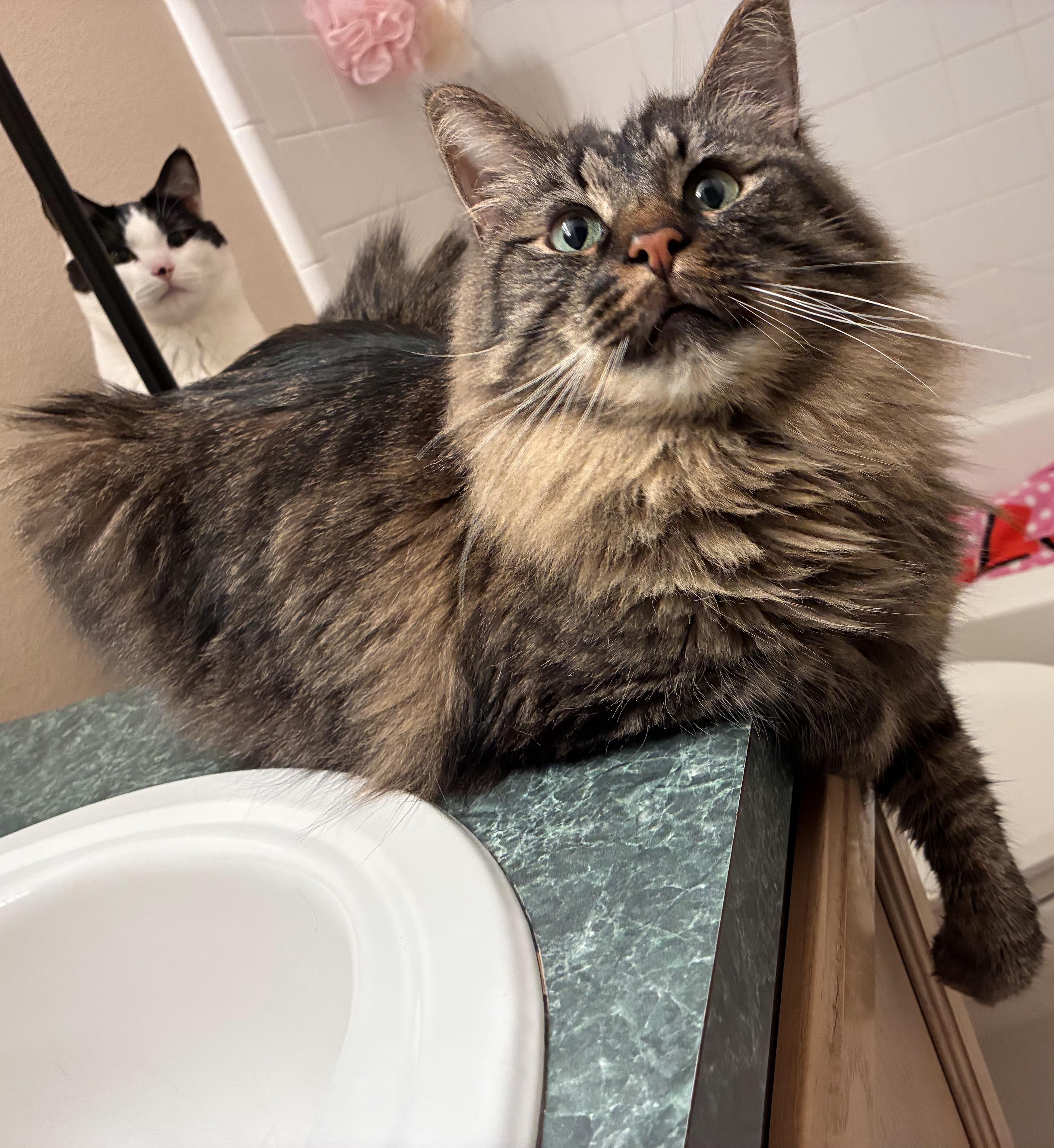 Enlarge Monroe and Wayne, a ADOPTABLE Domestic Short Hair in Kissimmee, FL image 5/6