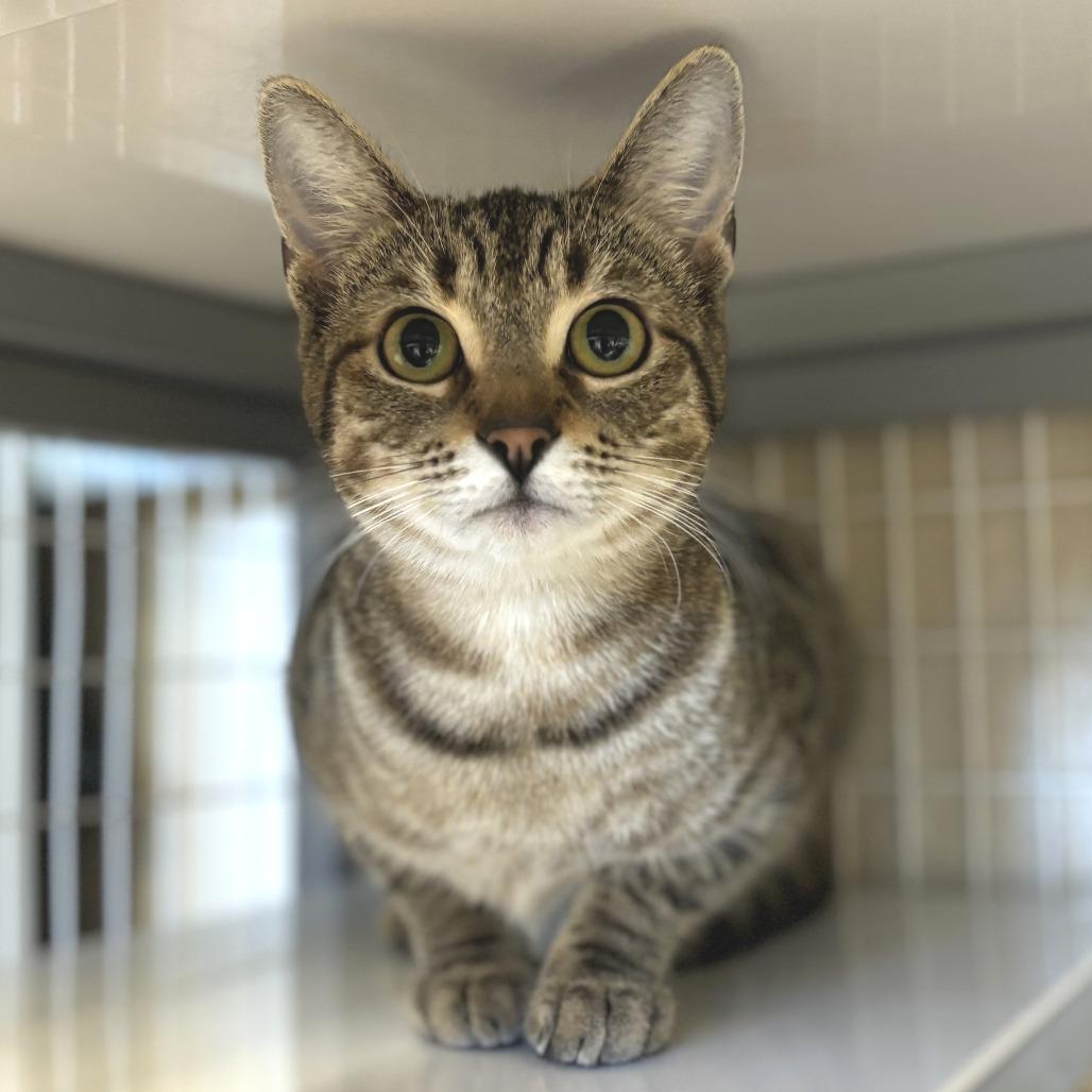 Enlarge Journey, a Adoptable Domestic Short Hair in Medford, OR image 1/1