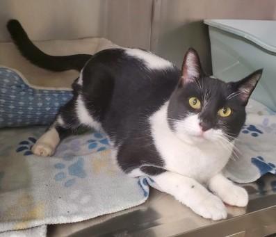Enlarge Sugar, a Adoptable Domestic Short Hair in Butte, MT image 1/1
