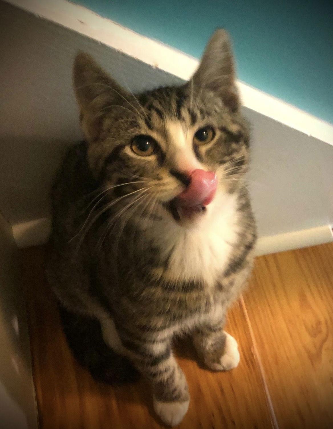 Enlarge Miha w/Ivan, a Adopted Domestic Short Hair in Stewartsville, NJ image 1/3