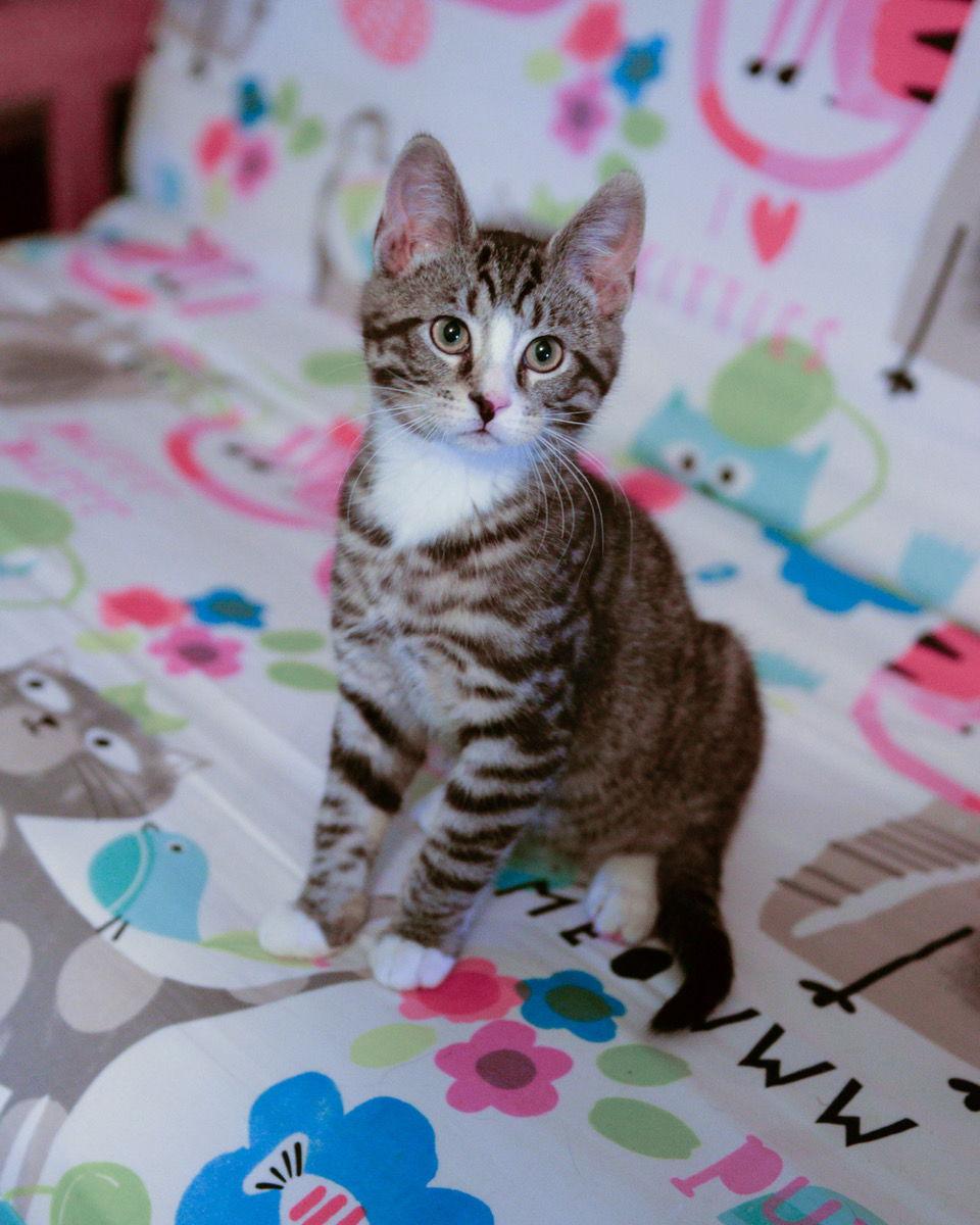 Enlarge Miha w/Ivan, a Adopted Domestic Short Hair in Stewartsville, NJ image 2/3