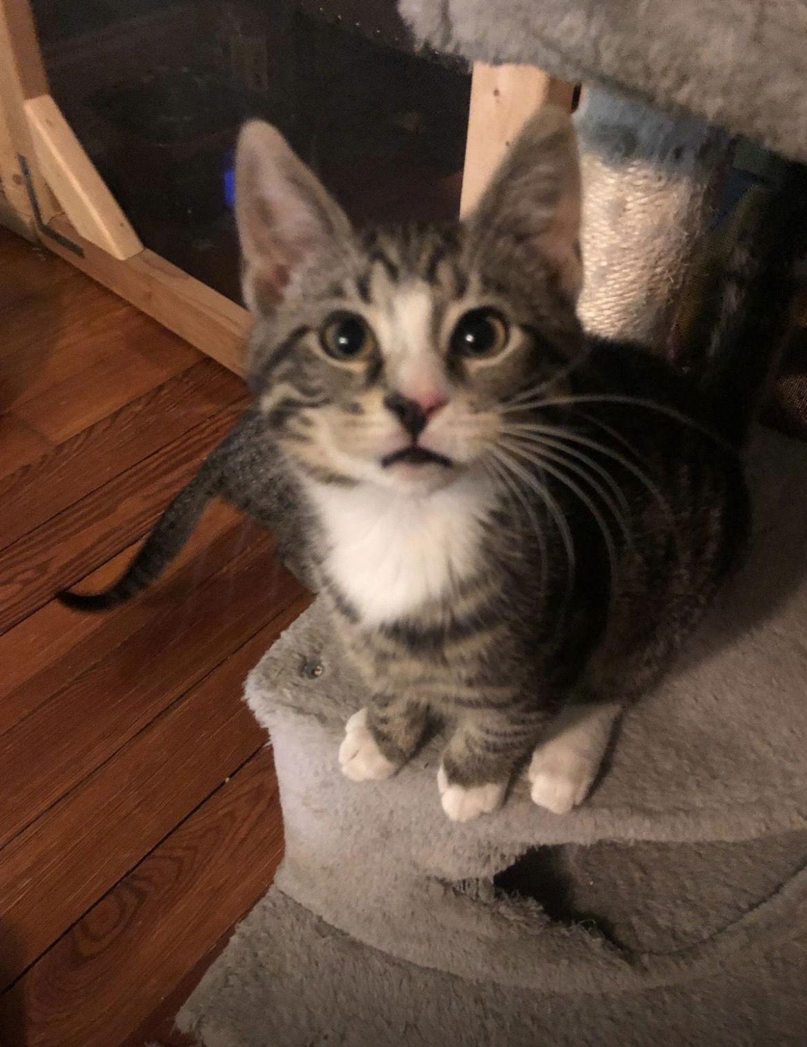 Enlarge Miha w/Ivan, a Adopted Domestic Short Hair in Stewartsville, NJ image 3/3