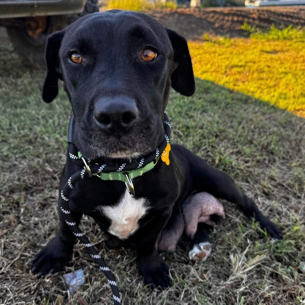 Dog for adoption Delilah MI, a Dachshund & Labrador Retriever Mix