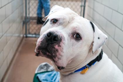 Enlarge Provolone, a Adoptable mixed breed in Golden Valley, MN image 1/3