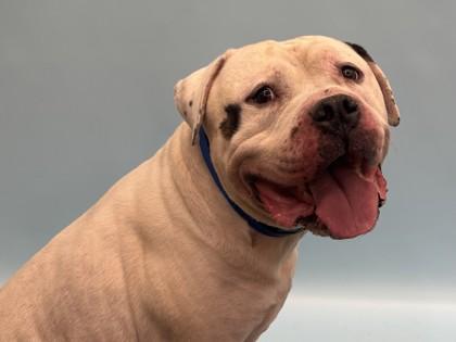 Enlarge Provolone, a Adoptable mixed breed in Golden Valley, MN image 2/3