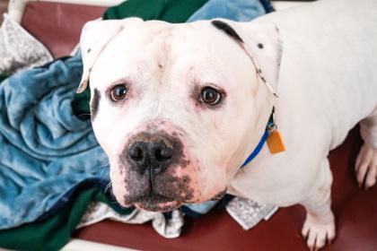 Enlarge Provolone, a Adoptable mixed breed in Golden Valley, MN image 3/3