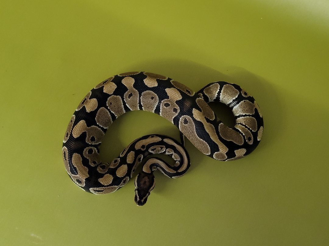Tasche, a Adoptable Ball Python in Sheboygan Falls, WI image 1/10