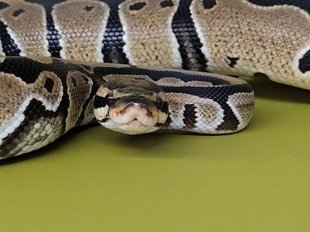Tasche, a Adoptable Ball Python in Sheboygan Falls, WI image 2/10