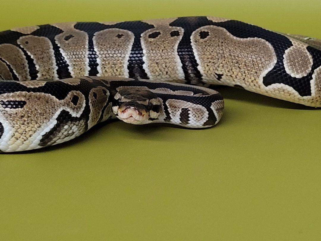 Tasche, a Adoptable Ball Python in Sheboygan Falls, WI image 3/10