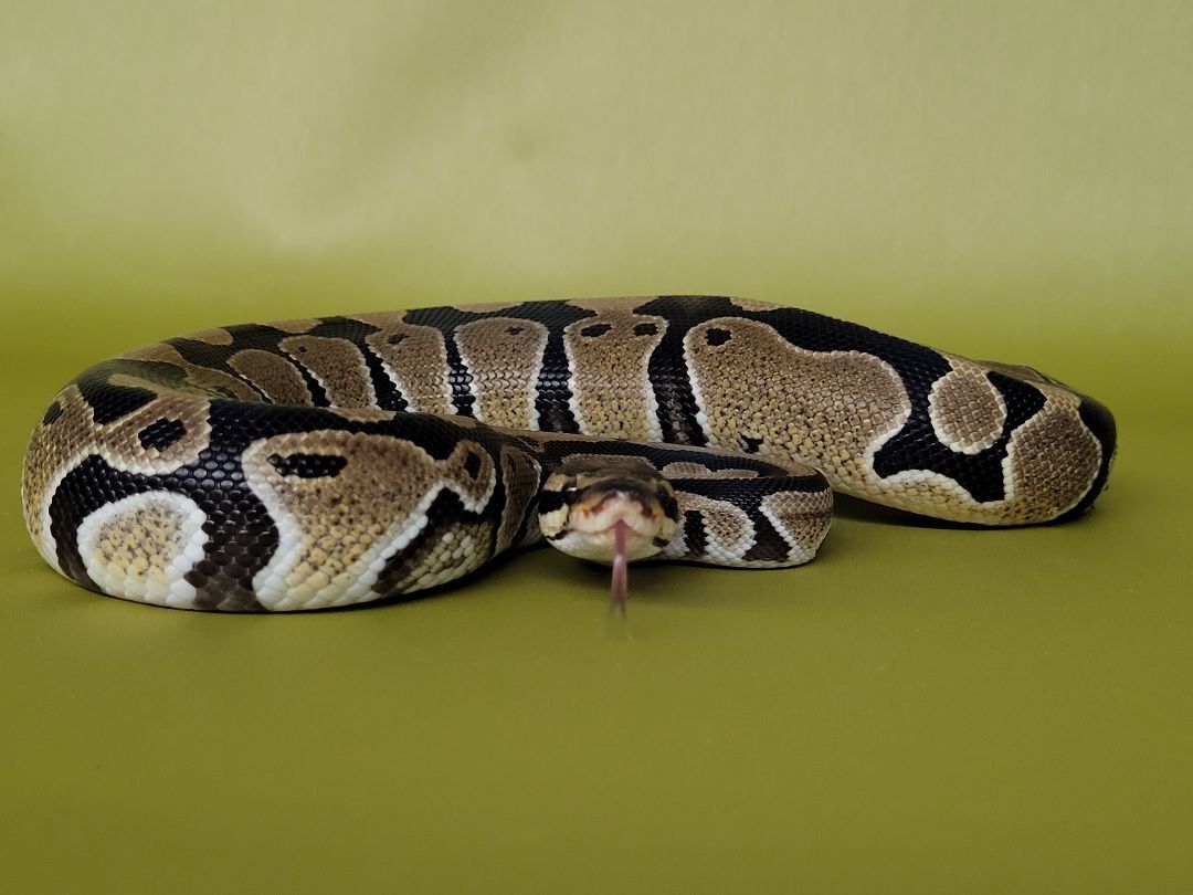 Tasche, a Adoptable Ball Python in Sheboygan Falls, WI image 4/10