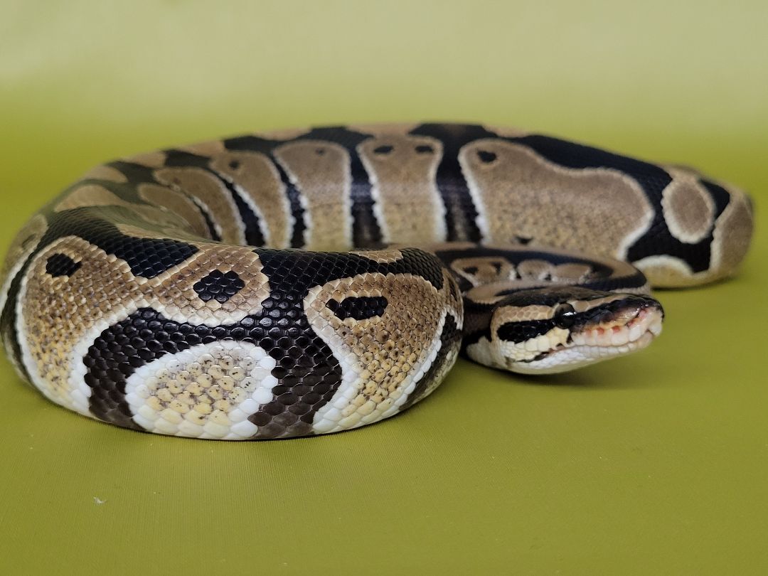 Tasche, a Adoptable Ball Python in Sheboygan Falls, WI image 5/10
