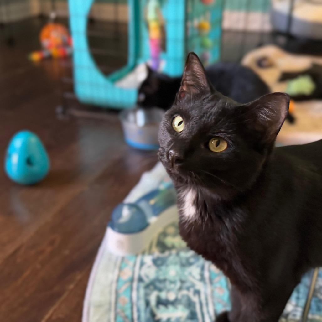 Jane, a Adoptable Domestic Short Hair in Huntsville, AL image 1/6