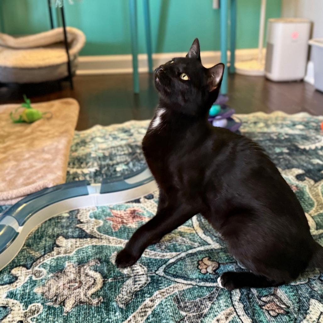 Jane, a Adoptable Domestic Short Hair in Huntsville, AL image 2/6