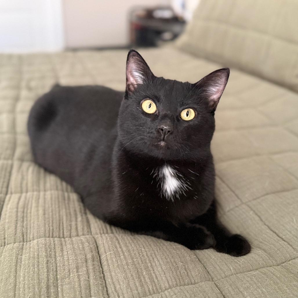 Enlarge Jane, a Adoptable Domestic Short Hair in Huntsville, AL image 3/6