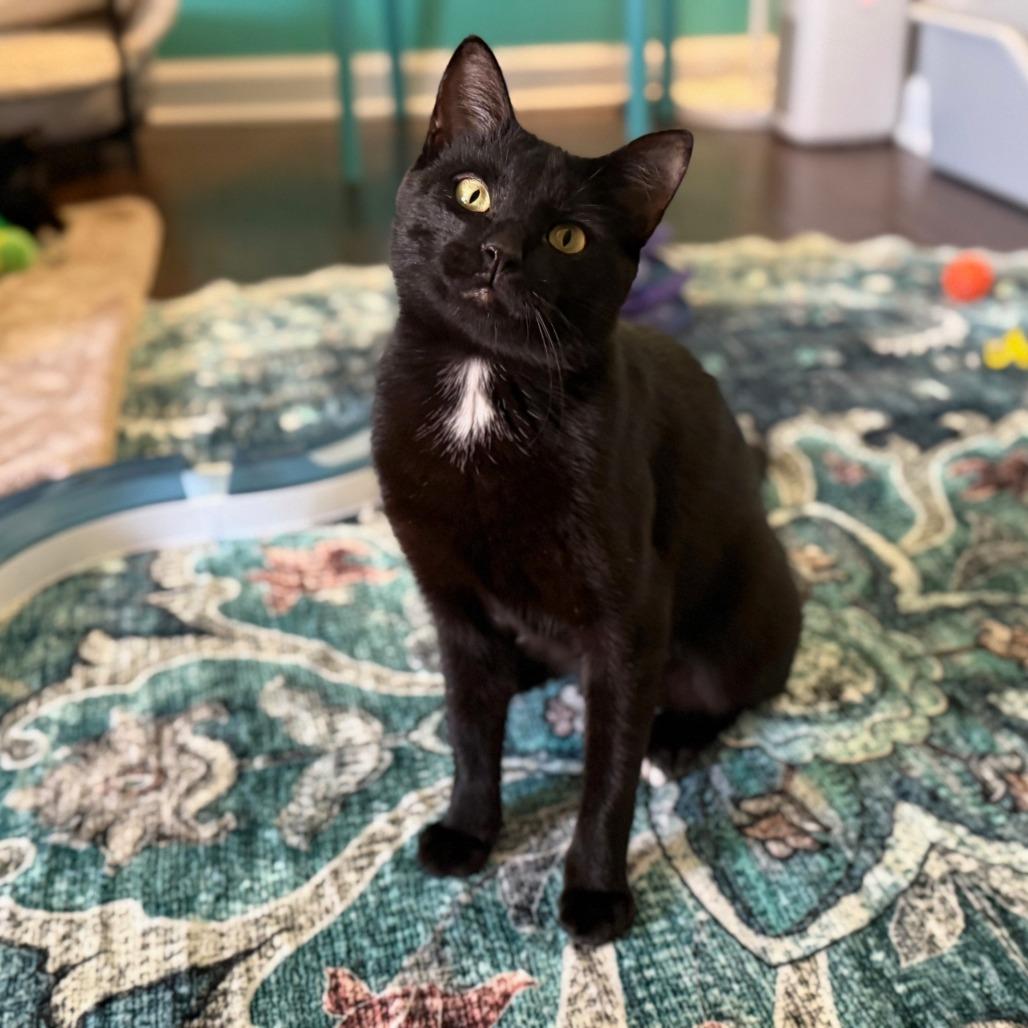 Jane, a Adoptable Domestic Short Hair in Huntsville, AL image 3/6