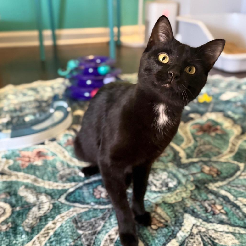 Jane, a Adoptable Domestic Short Hair in Huntsville, AL image 4/6