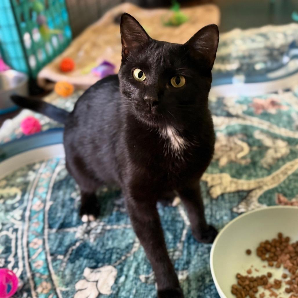 Jane, a Adoptable Domestic Short Hair in Huntsville, AL image 5/6