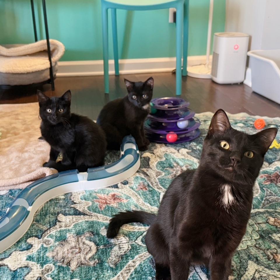 Jane, a Adoptable Domestic Short Hair in Huntsville, AL image 6/6