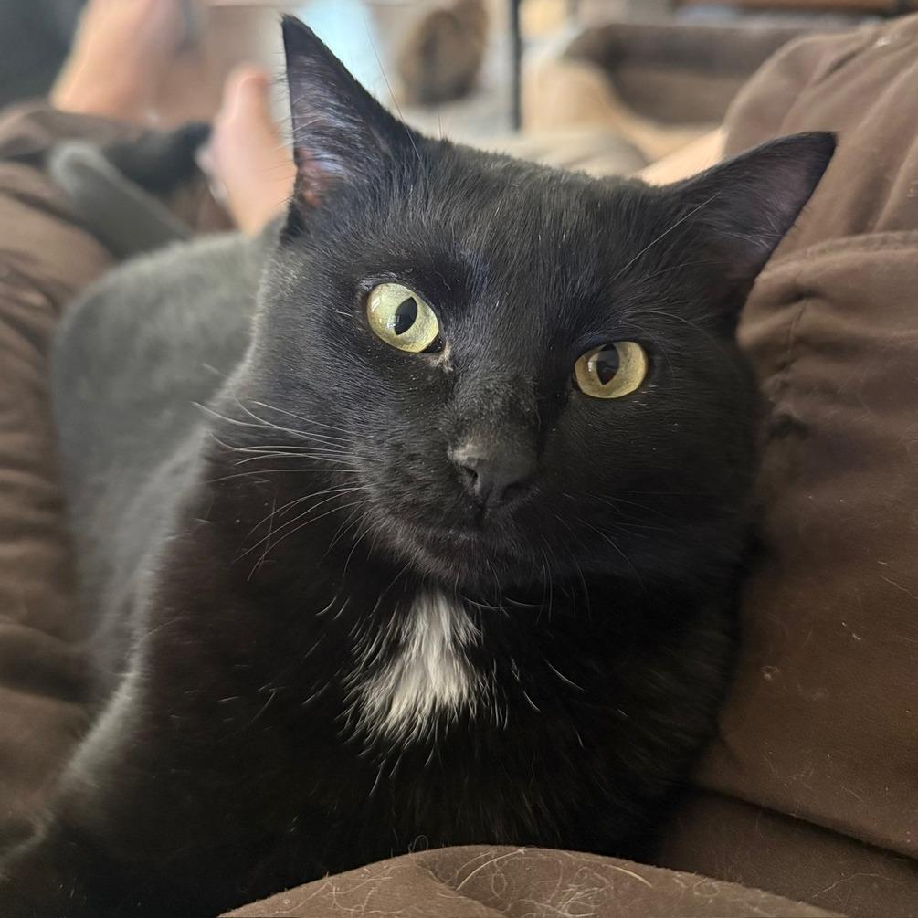 Jane, Adoptable, Young Female Domestic Short Hair.