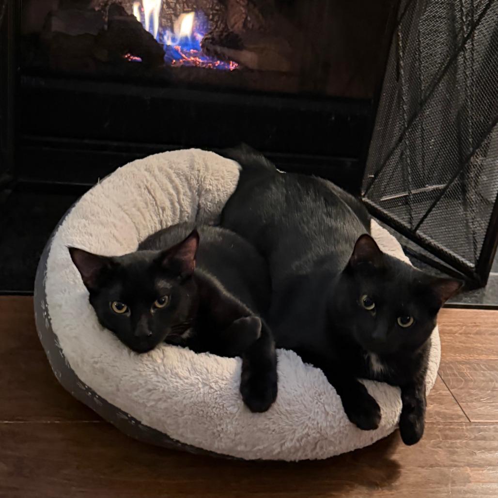 Enlarge Jane, a Adoptable Domestic Short Hair in Huntsville, AL image 5/6