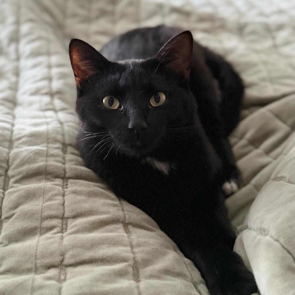 Jane, a Adoptable Domestic Short Hair in Huntsville, AL image 3/5