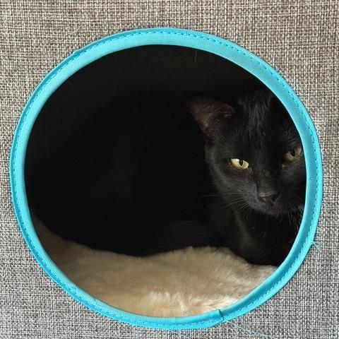 Jane, a Adoptable Domestic Short Hair in Huntsville, AL image 4/5