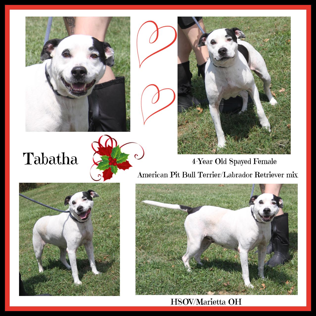 Tabatha (Spayed) (Photos 7/26/2024), Adoptable, Adult Female Pit Bull Terrier & Labrador Retriever.