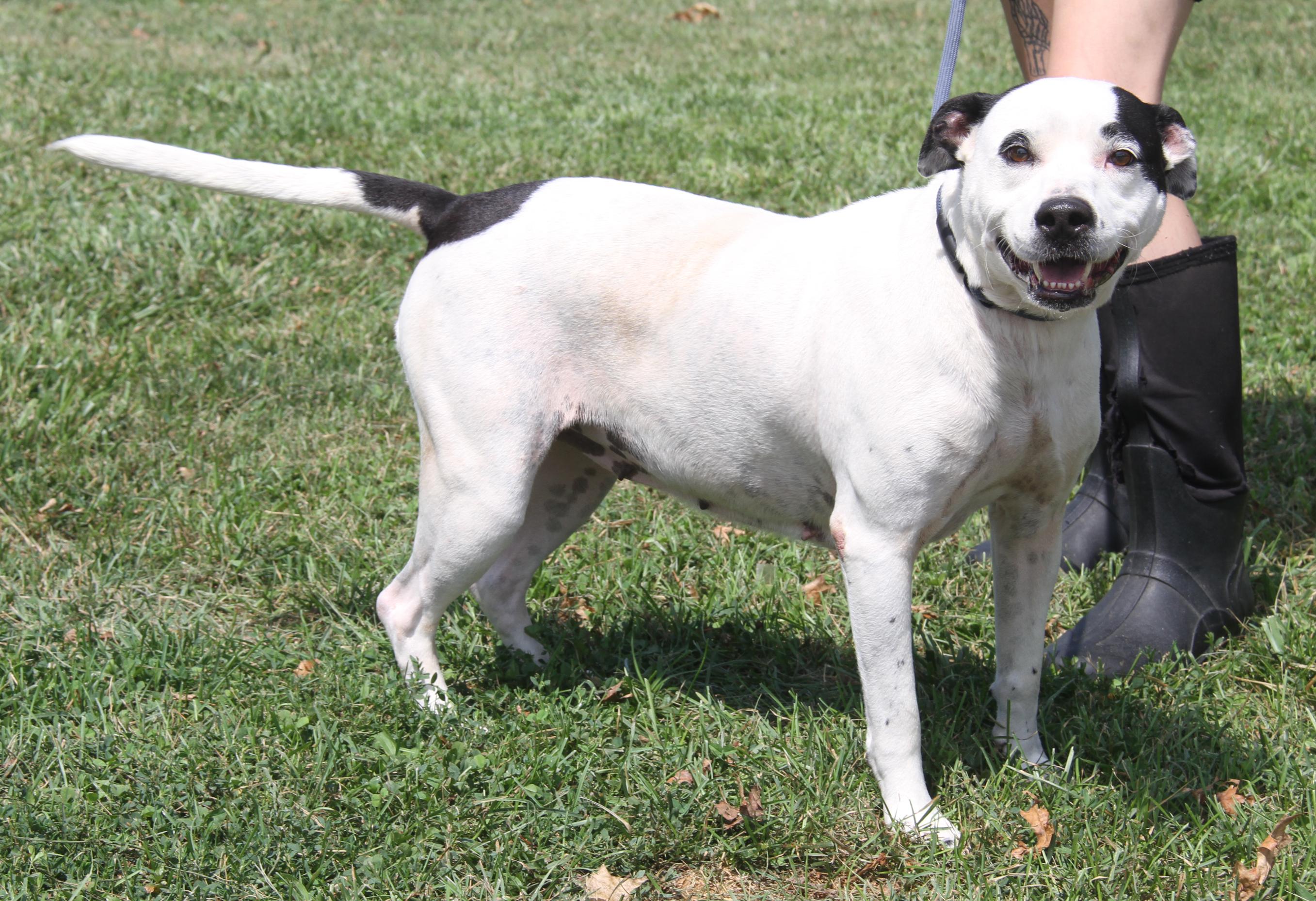 Tabatha (Spayed) (Photos 7/26/2024), a Adoptable mixed breed in Marietta, OH image 3/6