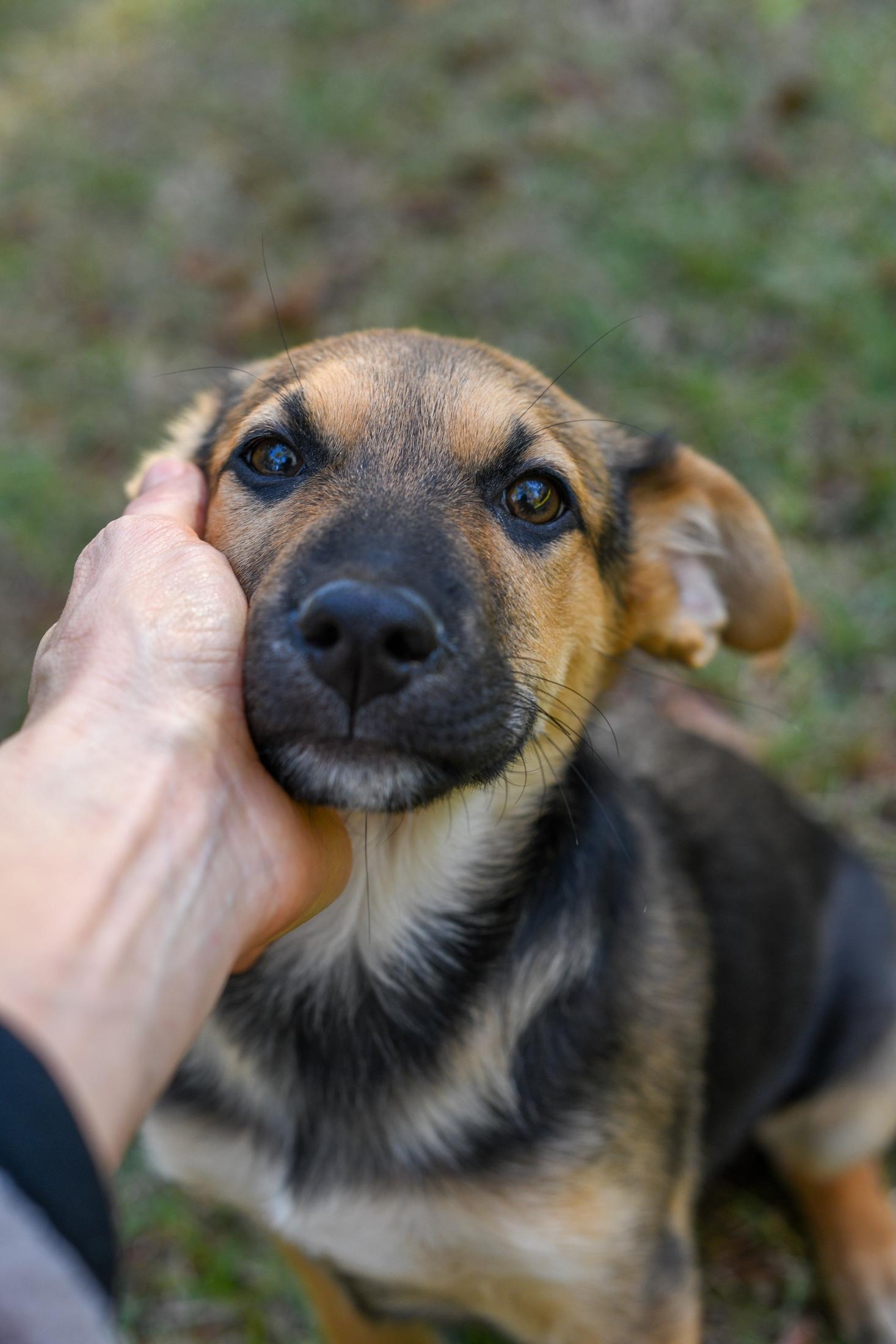Enlarge Ricky , a Adoptable Mixed Breed in Argyle, NY image 2/5