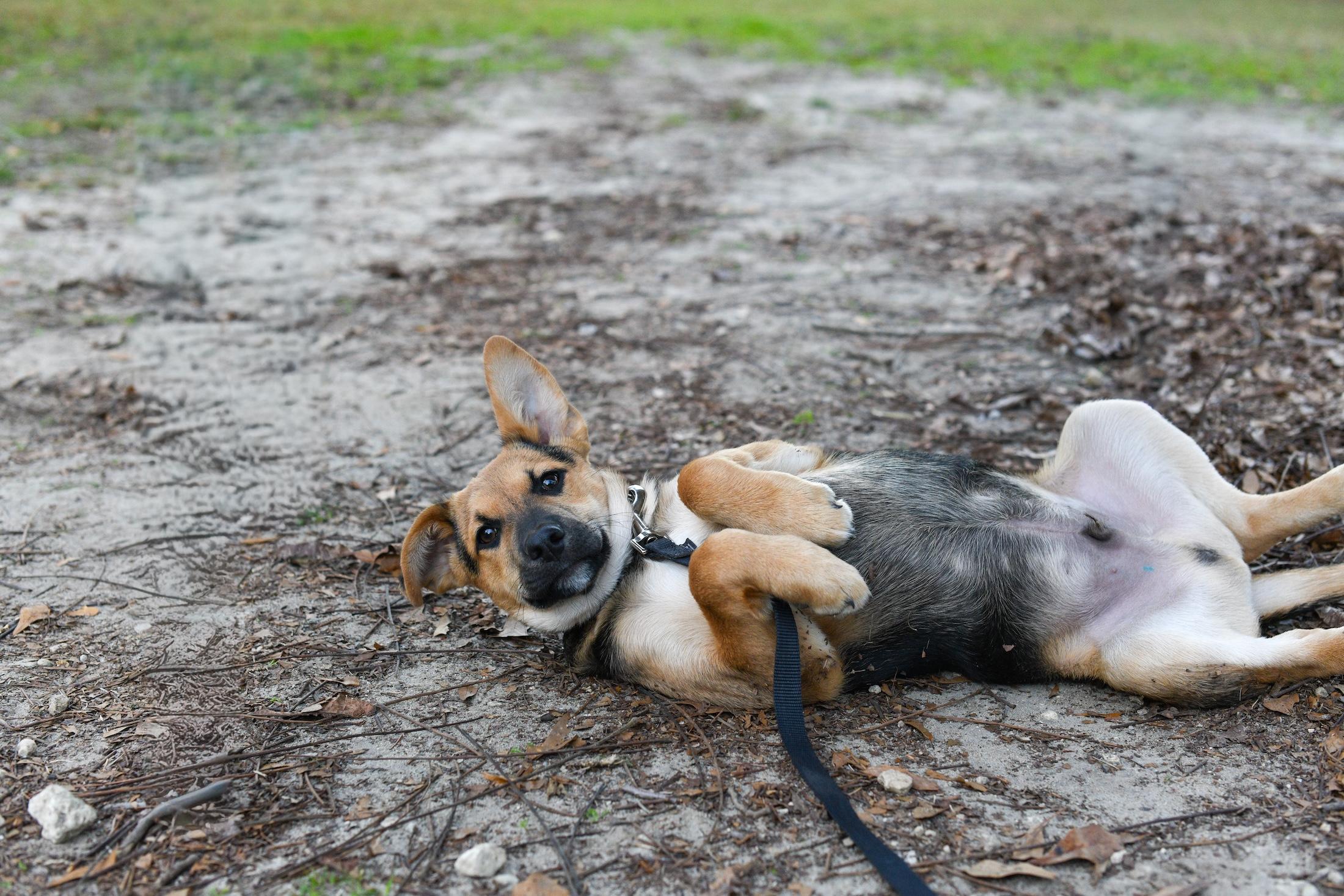 Enlarge Ricky , a Adoptable Mixed Breed in Argyle, NY image 4/5