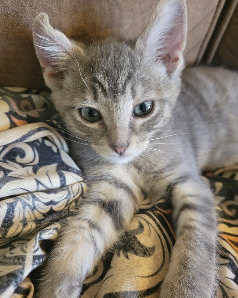 Johnny, a Adopted Domestic Short Hair in Phoenix, AZ image 1/2